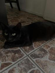 Lost Female Cat last seen Near N Grove Ave Ontario California, Ontario, CA 91764