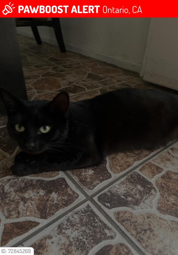 Lost Female Cat last seen Near N Grove Ave Ontario California, Ontario, CA 91764