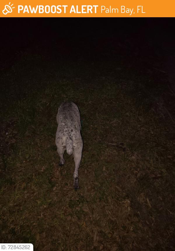 Found/Stray Male Dog last seen Weood Ave and Wellwood Ave, Palm Bay, FL 32908