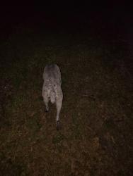 Found/Stray Male Dog last seen Weood Ave and Wellwood Ave, Palm Bay, FL 32908