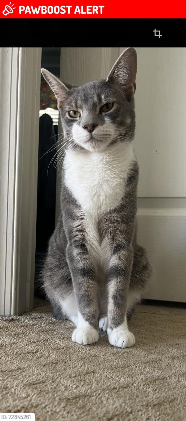 Lost Male Cat last seen Near moray lane , Washington Township, NJ 08080