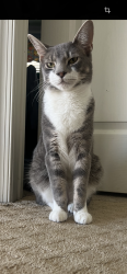 Lost Male Cat last seen Near moray lane , Washington Township, NJ 08080