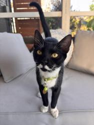 Lost Male Cat last seen Lake Sassa Drive and Fort King Highway, Thonotosassa, FL 33592
