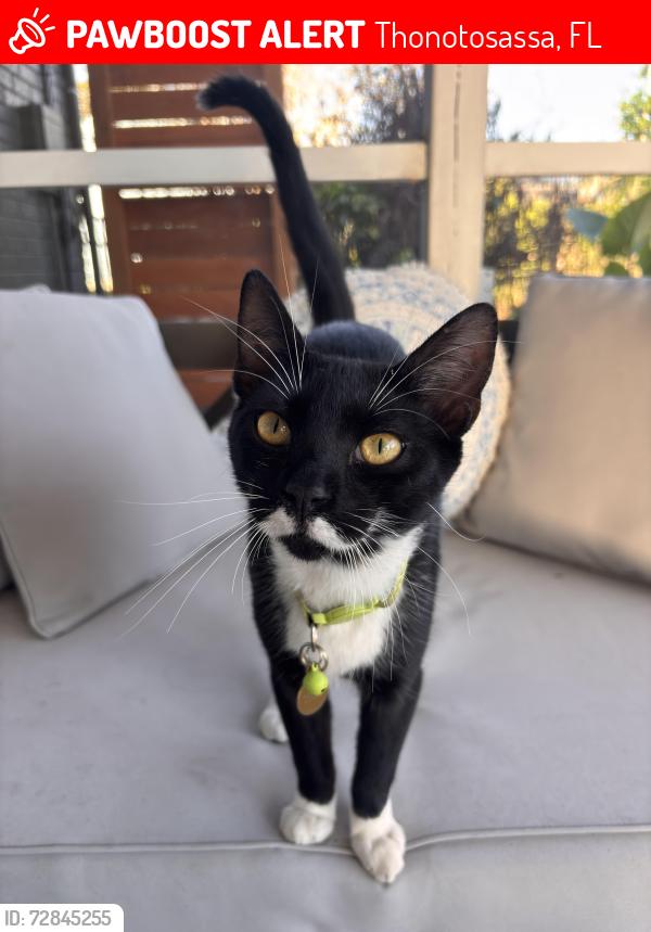 Lost Male Cat last seen Lake Sassa Drive and Fort King Highway, Thonotosassa, FL 33592