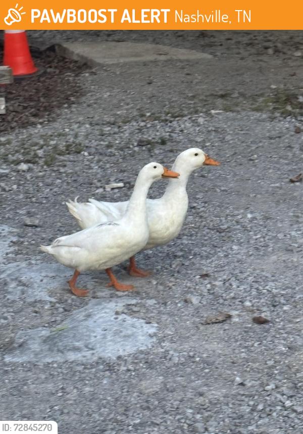 Found/Stray Unknown Bird last seen Elm Hill Marina Maintenance employee lot , Nashville, TN 37214