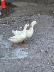 Found/Stray Unknown Bird last seen Elm Hill Marina Maintenance employee lot , Nashville, TN 37214