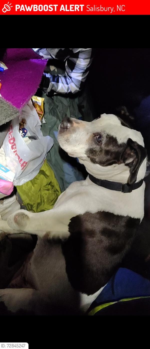 Lost Female Dog last seen Bringle Ferry Rd. And Martin Luther King, Newsome Rd. , Salisbury, NC 28146