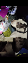 Lost Female Dog last seen Bringle Ferry Rd. And Martin Luther King, Newsome Rd. , Salisbury, NC 28146