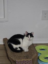 Lost Female Cat last seen Indy Ridge, Independence, MO 64057