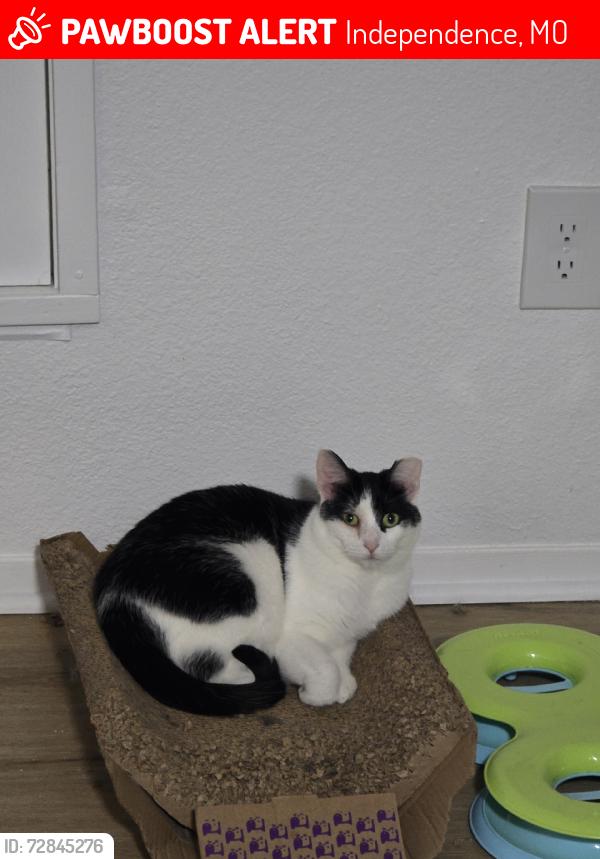 Lost Female Cat last seen Indy Ridge, Independence, MO 64057