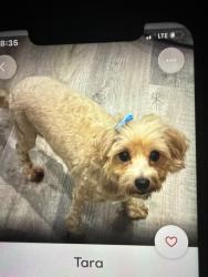 Lost Female Dog last seen The Court at Palm Aire, Pompano Beach, FL 33069