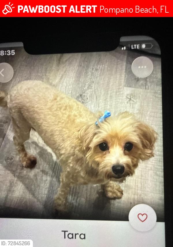 Lost Female Dog last seen The Court at Palm Aire, Pompano Beach, FL 33069
