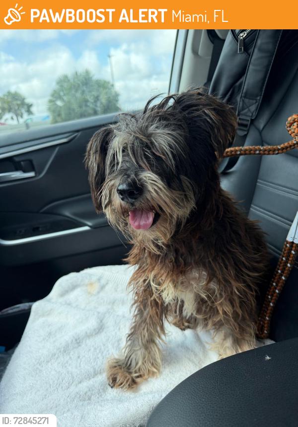 Found/Stray Male Dog last seen Near SW 8 ST MIAMI FL 33144, Miami, FL 33144