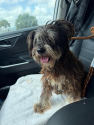 Found/Stray Male Dog last seen Near SW 8 ST MIAMI FL 33144, Miami, FL 33144