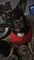 Lost Male Dog last seen Easy st and peachtree Hudson fl , Shady Oaks Ranches, FL 34669