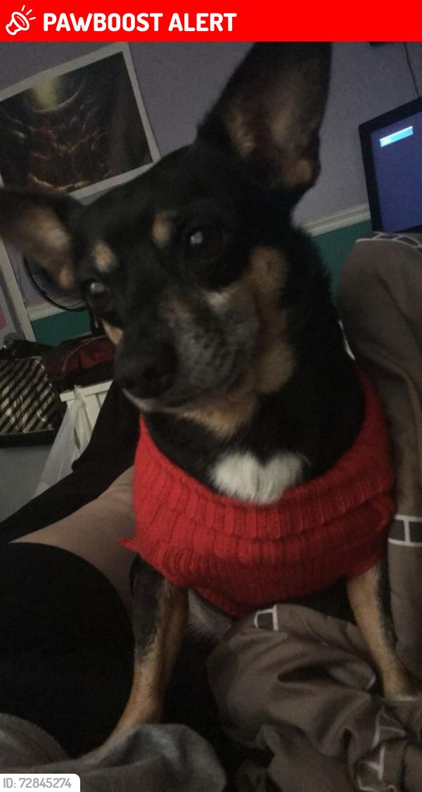 Lost Male Dog last seen Easy st and peachtree Hudson fl , Shady Oaks Ranches, FL 34669