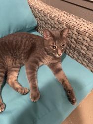 Reunited Male Cat last seen Franklin in Pecan Square, Northlake, TX 76226