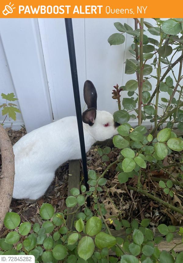 Found/Stray Unknown Rabbit last seen 142nd street and Foch blvd , Queens, NY 11434