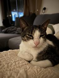 Lost Male Cat last seen Meadowbrook , Lutz, FL 33558