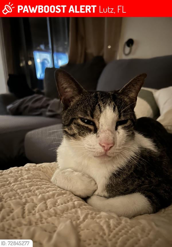 Lost Male Cat last seen Meadowbrook , Lutz, FL 33558