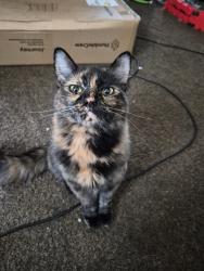 Lost Female Cat last seen Millbrook/Tyler, Fresno, CA 93702
