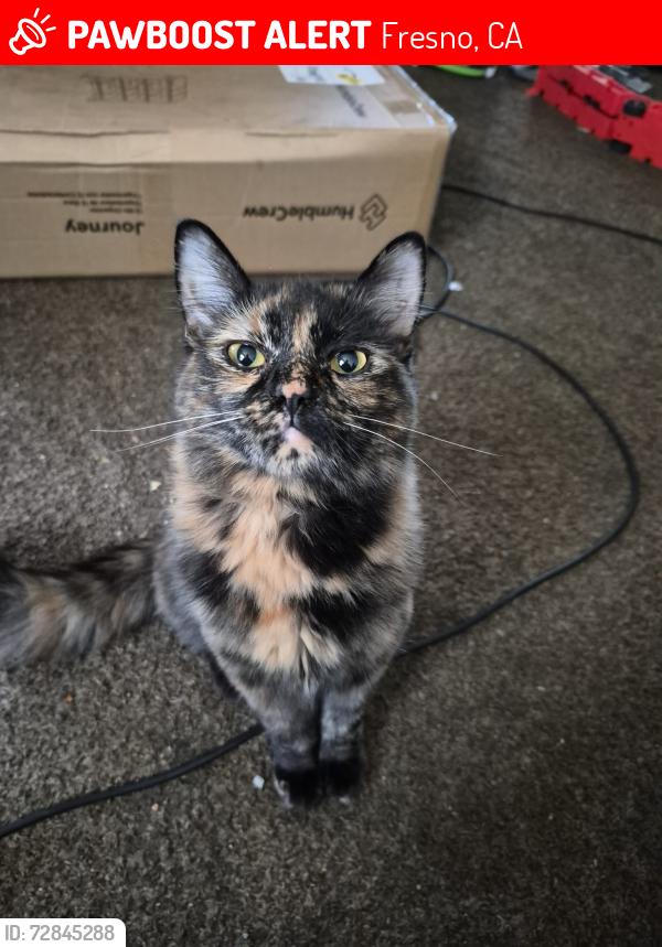 Lost Female Cat last seen Millbrook/Tyler, Fresno, CA 93702