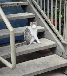 Shelter Stray Female Cat last seen Near BLOCK CHEYENNE, 4710 TX-151, San Antonio, TX 78227, USA