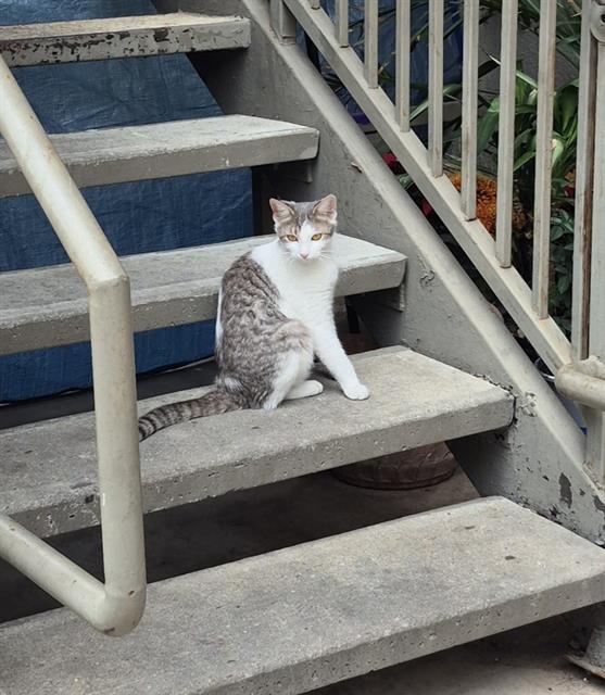 Shelter Stray Female Cat last seen Near BLOCK CHEYENNE, 4710 TX-151, San Antonio, TX 78227, USA