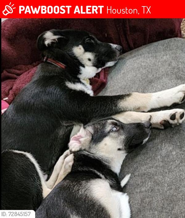 Lost Male Dog last seen Near Vaughn st Houston TC 77016, Houston, TX 77016