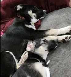 Lost Male Dog last seen Near Vaughn st Houston TC 77016, Houston, TX 77016