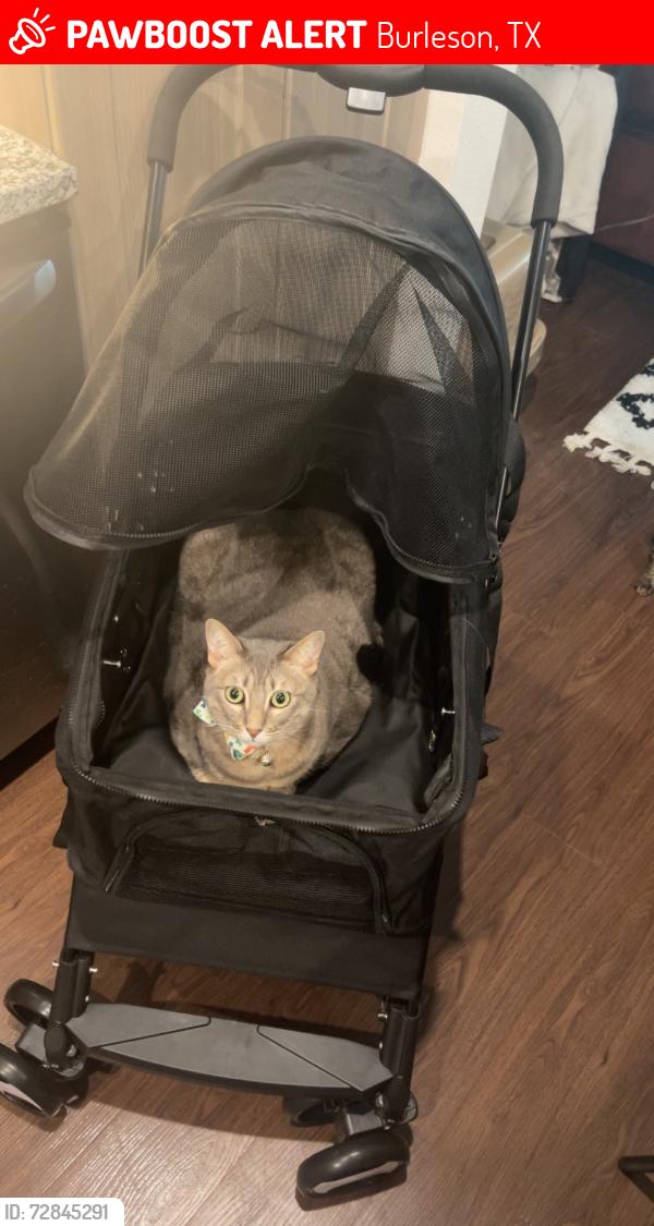Lost Female Cat last seen Near oak grove south and 1187, Burleson, TX 76028