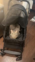 Lost Female Cat last seen Near oak grove south and 1187, Burleson, TX 76028