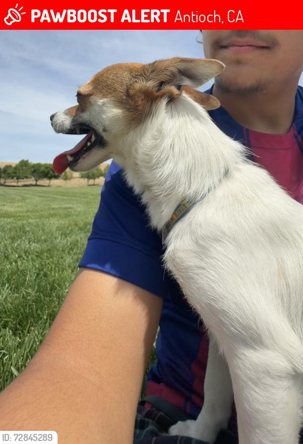 Lost Male Dog last seen Marigold and Prewett Ranch, Antioch, CA 94531