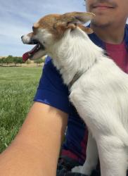 Lost Male Dog last seen Marigold and Prewett Ranch, Antioch, CA 94531