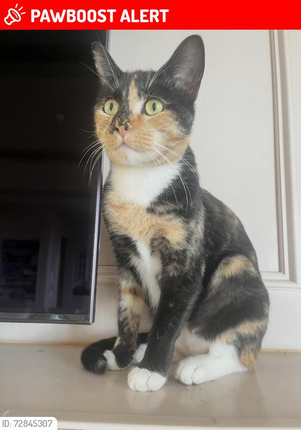 Lost Female Cat last seen Crest Road East / Paseo De Pino, Rancho Palos Verdes, CA 90274