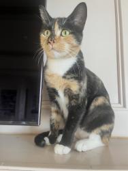 Lost Female Cat last seen Crest Road East / Paseo De Pino, Rancho Palos Verdes, CA 90274