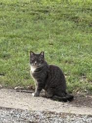 Found/Stray Unknown Cat last seen Brady , Fort Worth, TX 76109