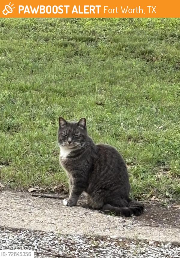 Found/Stray Unknown Cat last seen Brady , Fort Worth, TX 76109
