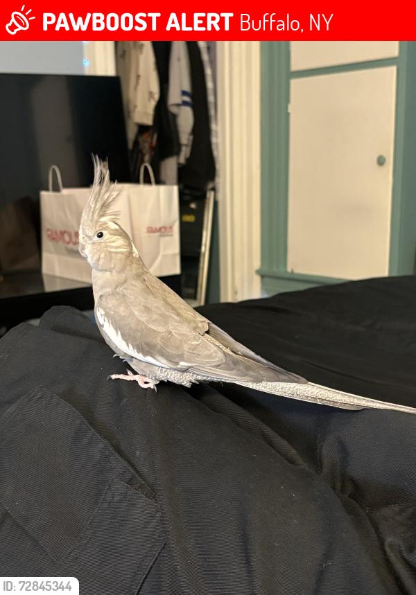 Lost Unknown Bird last seen Ontario, Buffalo, NY 14207