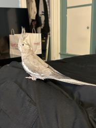 Lost Unknown Bird last seen Ontario, Buffalo, NY 14207