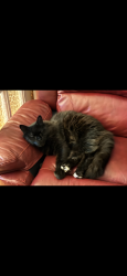 Reunited Male Cat last seen Walsal Ave and plenty rd reservoir, Reservoir, VIC 3073