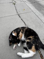 Found/Stray Unknown Cat last seen Near hse 10, Stockton, CA 95204