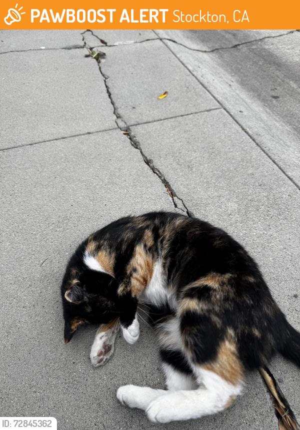 Found/Stray Unknown Cat last seen Near hse 10, Stockton, CA 95204
