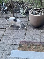 Found/Stray Male Cat last seen Glen Erin Dr and Thomas St., Mississauga, Mississauga, ON L5M 6V2