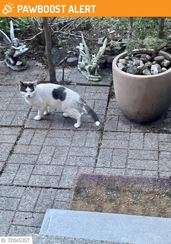Found/Stray Male Cat last seen Glen Erin Dr and Thomas St., Mississauga, Mississauga, ON L5M 6V2