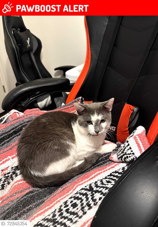 Lost Male Cat last seen Lakeview Drive, Montgomery County, AL 36117