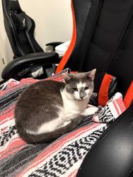 Lost Male Cat last seen Lakeview Drive, Montgomery County, AL 36117