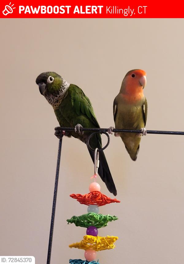 Lost Male Bird last seen Main st, Killingly, CT 06239