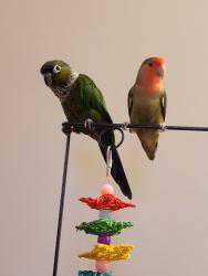 Lost Male Bird last seen Main st, Killingly, CT 06239