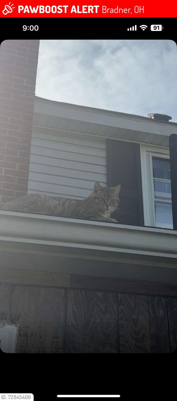 Lost Male Cat last seen My hse, Bradner, OH 43406